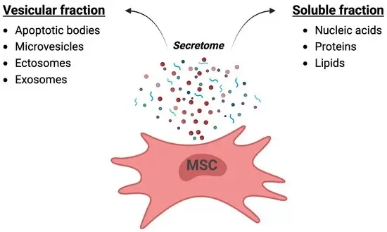 Illustration of the secretome released by mesenchymal stem cells.